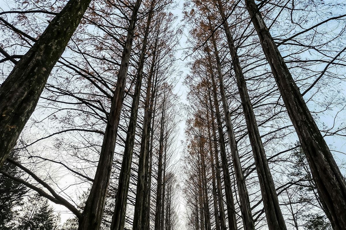 Metasequoia tree avenue, Nami Island